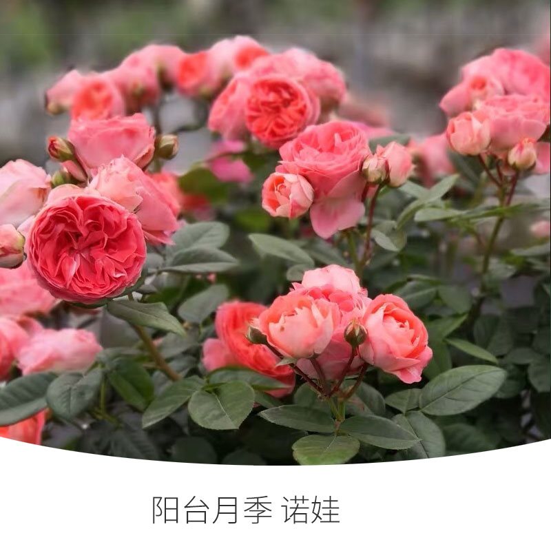 阳台月季盆栽苗庭院花园海神王埃斯托里尔双子座o等