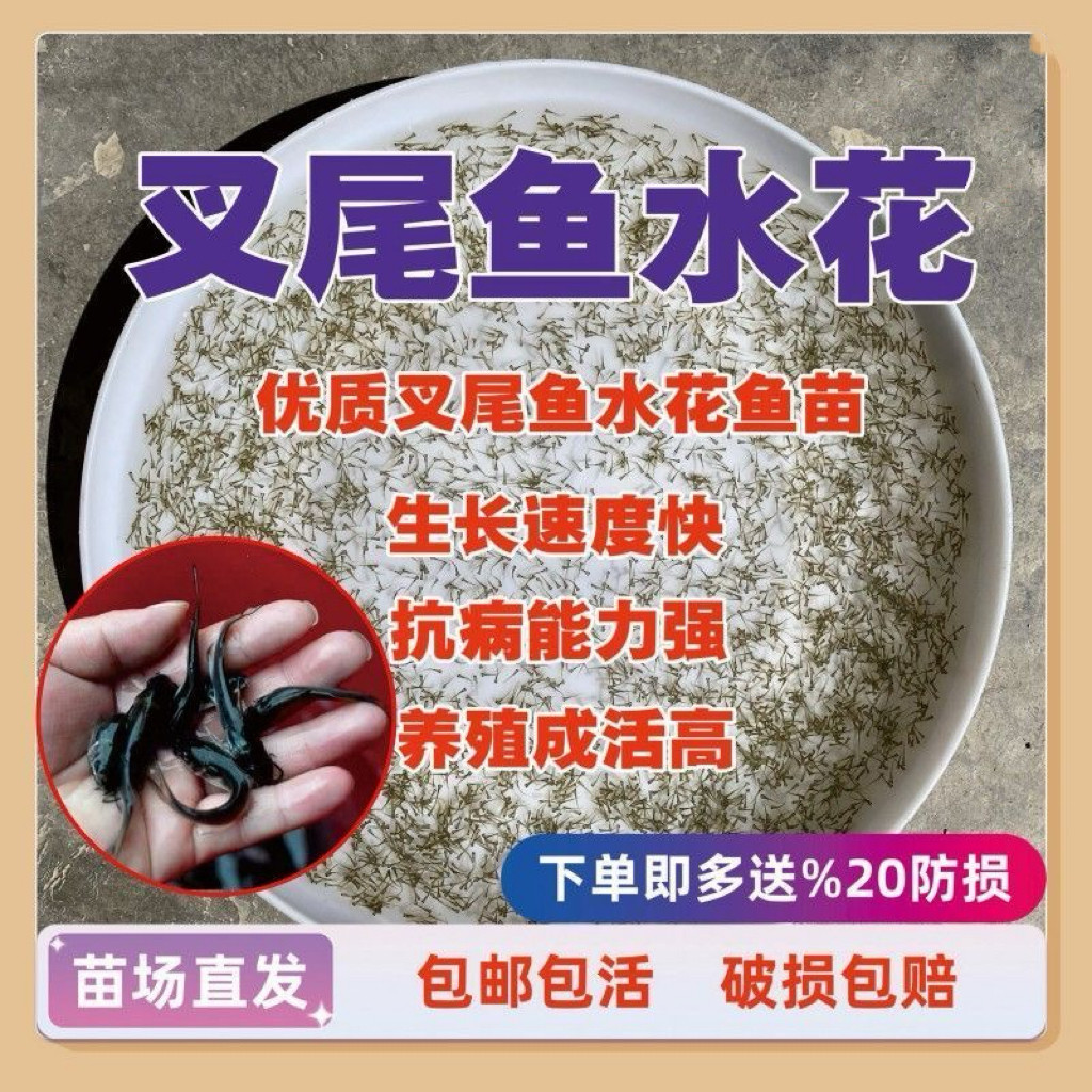 叉尾鮰鱼水花苗叉尾鱼苗斑点钳鱼苗沟鲶鱼苗回鱼清江鱼苗淡水养殖