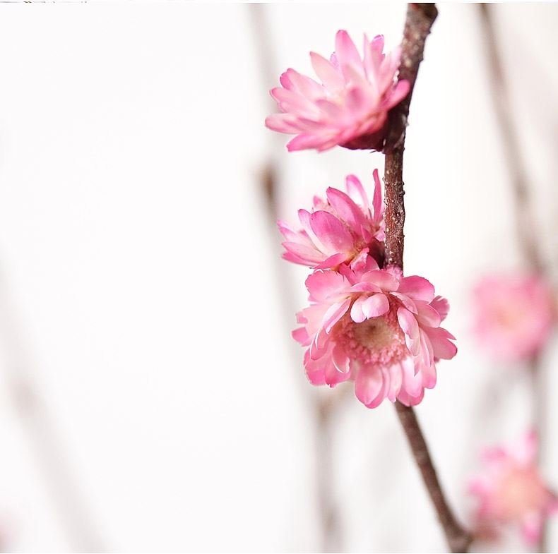 干支梅花真花插花瓶假梅花干花枝干枝装饰b枯小树枝