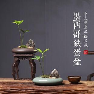 常青盆景办公桌面客厅小盆栽禅意植物 墨西哥铁绿植室内盆栽四季