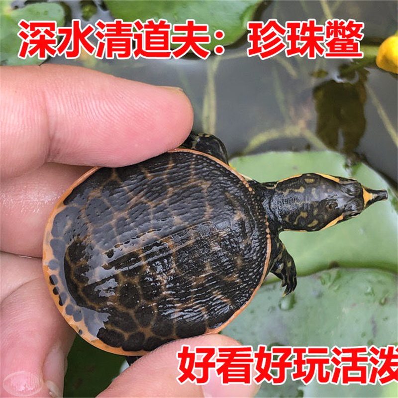 观赏甲鱼珍珠鳖小鳖苗宠物角鳖苗乌龟活体鱼缸混养淡水黄金深水龟