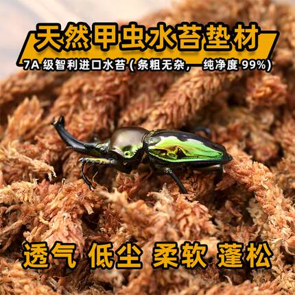 甲虫7星A级智利水苔布景宠物甲虫独角仙成虫锹甲兜虫成虫垫材
