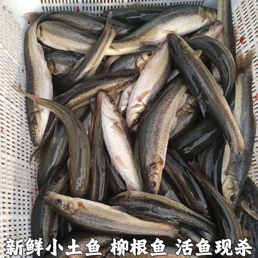 湖北高山小溪冷水鱼柳根鱼鲜活鱼鲜活水产小鱼生鲜小杂鱼小溪鱼