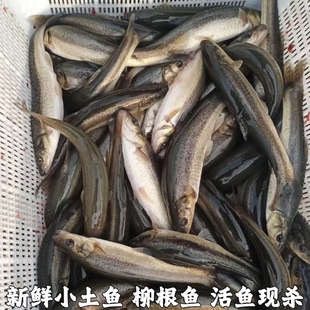 湖北高山小溪冷水鱼柳根鱼鲜活鱼鲜活水产小鱼生鲜小杂鱼小溪鱼