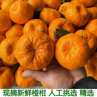 湖北宜昌当季水果椪柑芦柑碰柑