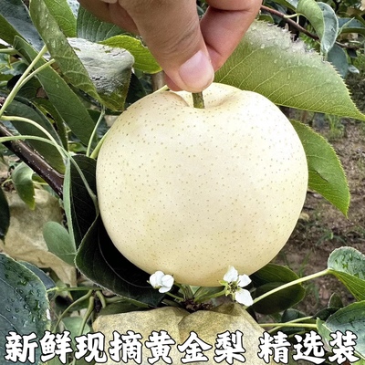 新鲜水果黄白梨当季脆甜黄金梨香酥蜜梨早雪梨黄皮梨子整箱包邮