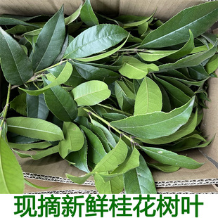 新鲜桂花树叶桂花叶桂花树叶子现摘金桂叶四季桂叶丹桂叶真树叶