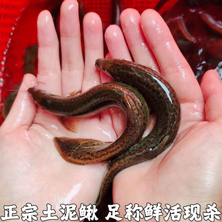 土泥鳅新鲜农村泥鳅鱼鲜活淡水青鳅黄板鳅鱼钓青鱼鳅土泥鳅包邮