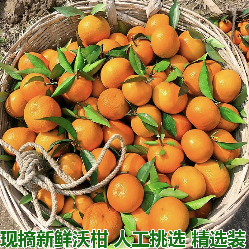 新鲜沃柑新鲜水果当季整箱源产地直发超甜皮薄多汁精选品质