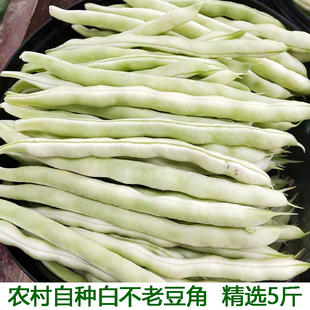 湖北新鲜蔬菜白不老豆角新鲜架豆老来少芸豆四季豆淘菜
