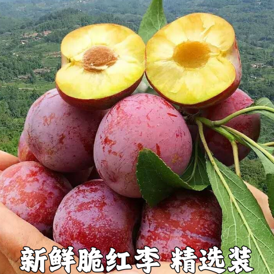新鲜脆红李新鲜水果脱骨李子茵青红脆李甜孕妇蜂糖李精选装包邮