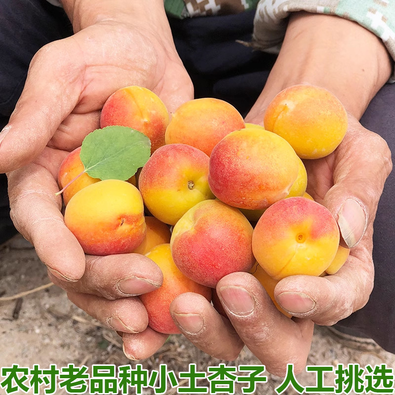 湖北宜昌本地土杏子黄杏小杏子