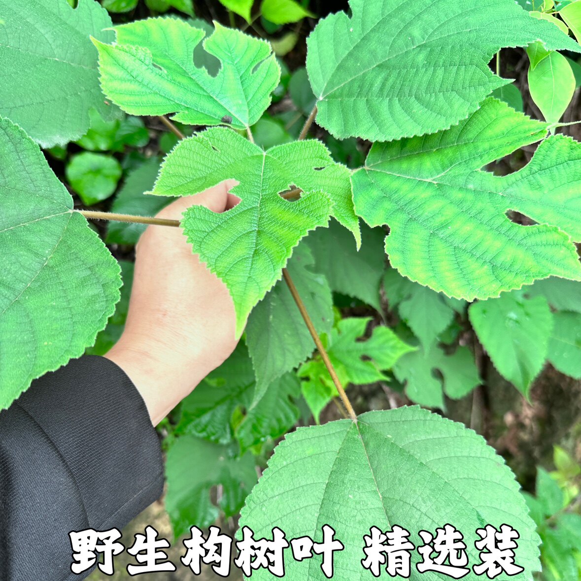 楮桃叶新鲜构树叶中药材野生整片新货褚桃叶干楮树叶谷树叶桃叶