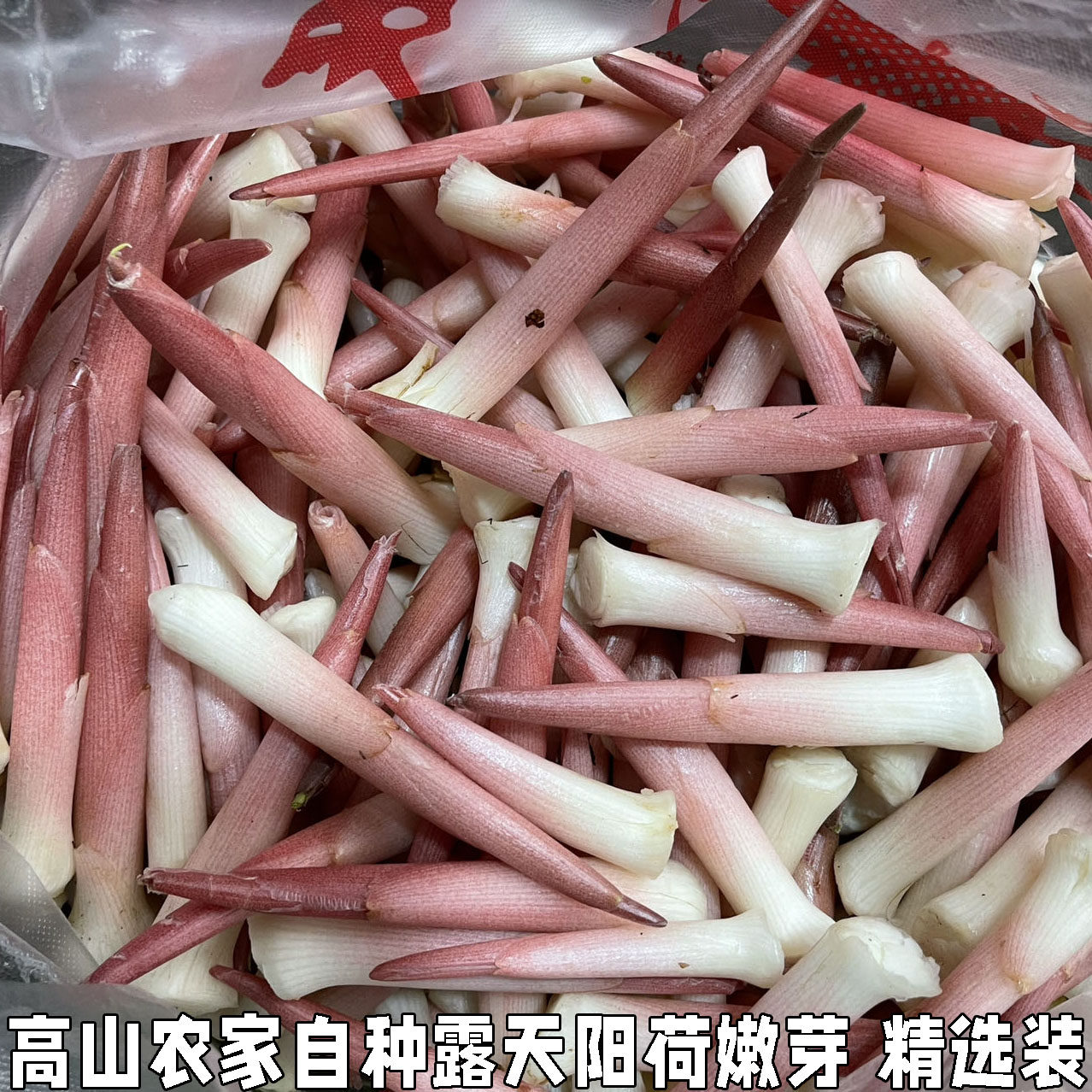 阳荷笋洋合洋荷姜笋野生新鲜野良姜洋火茗荷盐荷湖北宜昌特产包邮