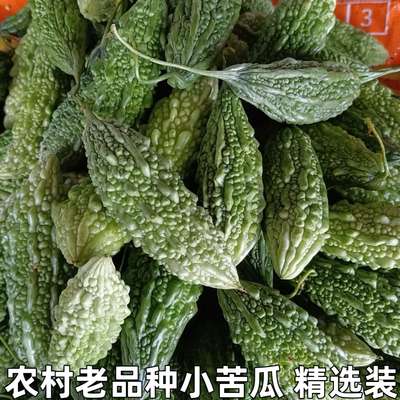 湖北农村自种老品种苦瓜绿苦瓜小