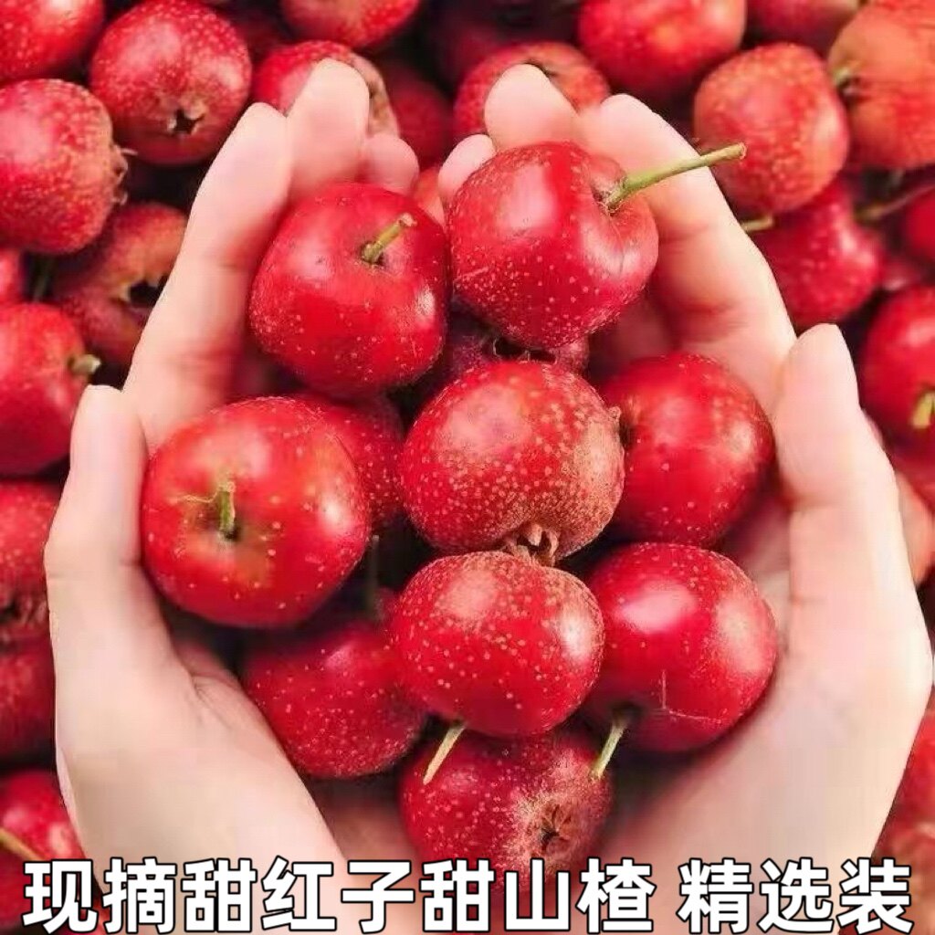 新鲜现摘山里红甜口小山楂五愣金星糖葫芦糖雪球甜红子山楂果包邮