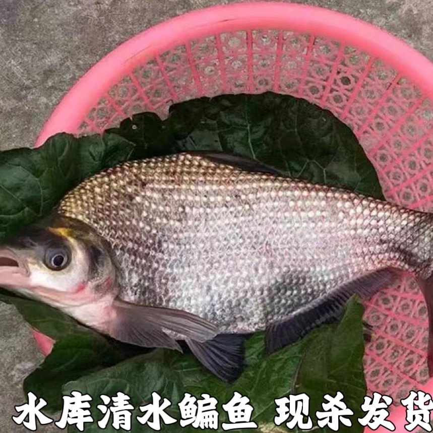 鳊鱼新鲜武昌鱼淡水鱼鲜活鳊鱼