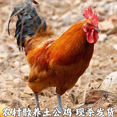 农村自养土鸡农家散养大公鸡鸡肉新鲜老公鸡笨鸡整只鸡土公鸡鸡