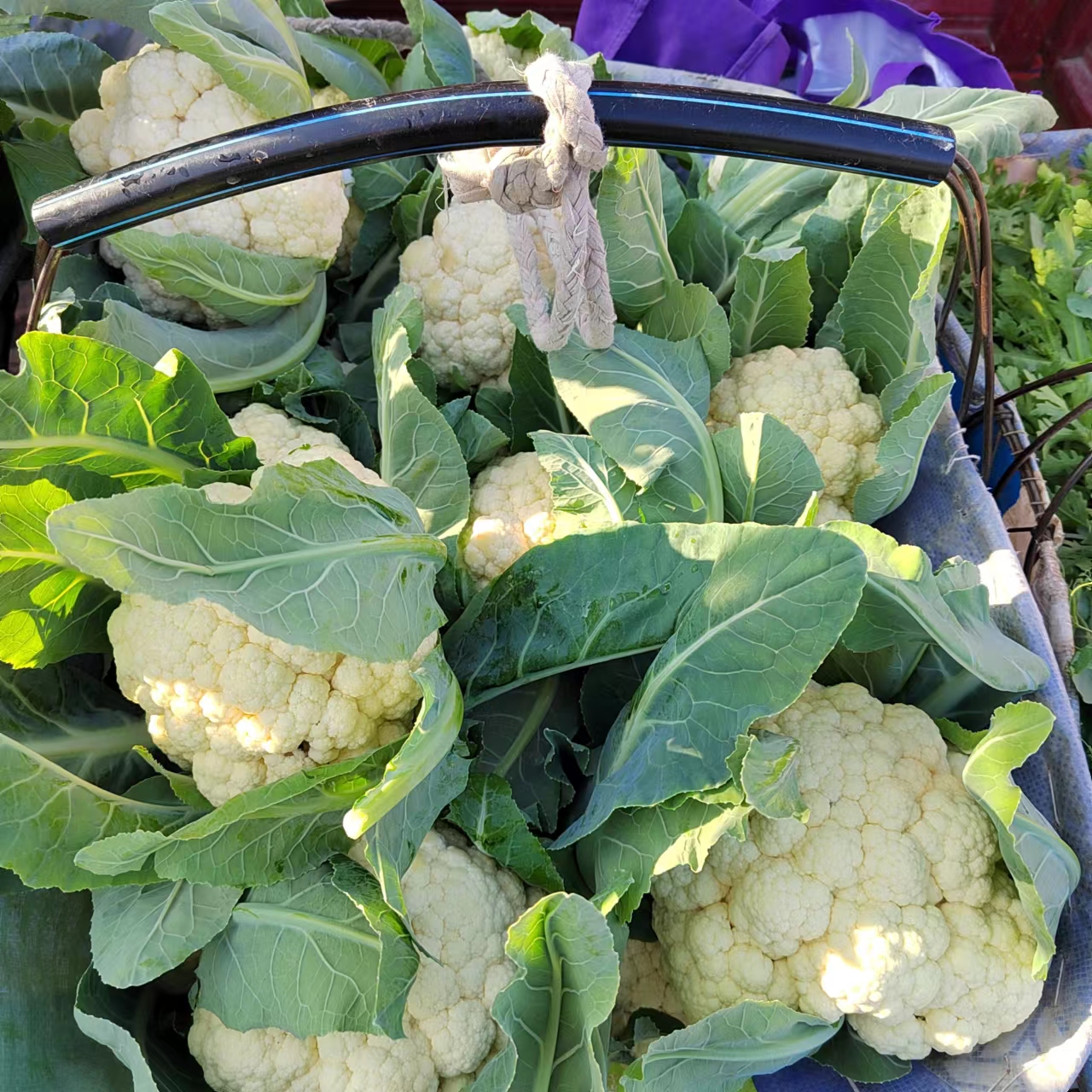 白花菜新鲜散花菜花椰菜花菜松花菜农家自种露天头茬时令当季蔬菜