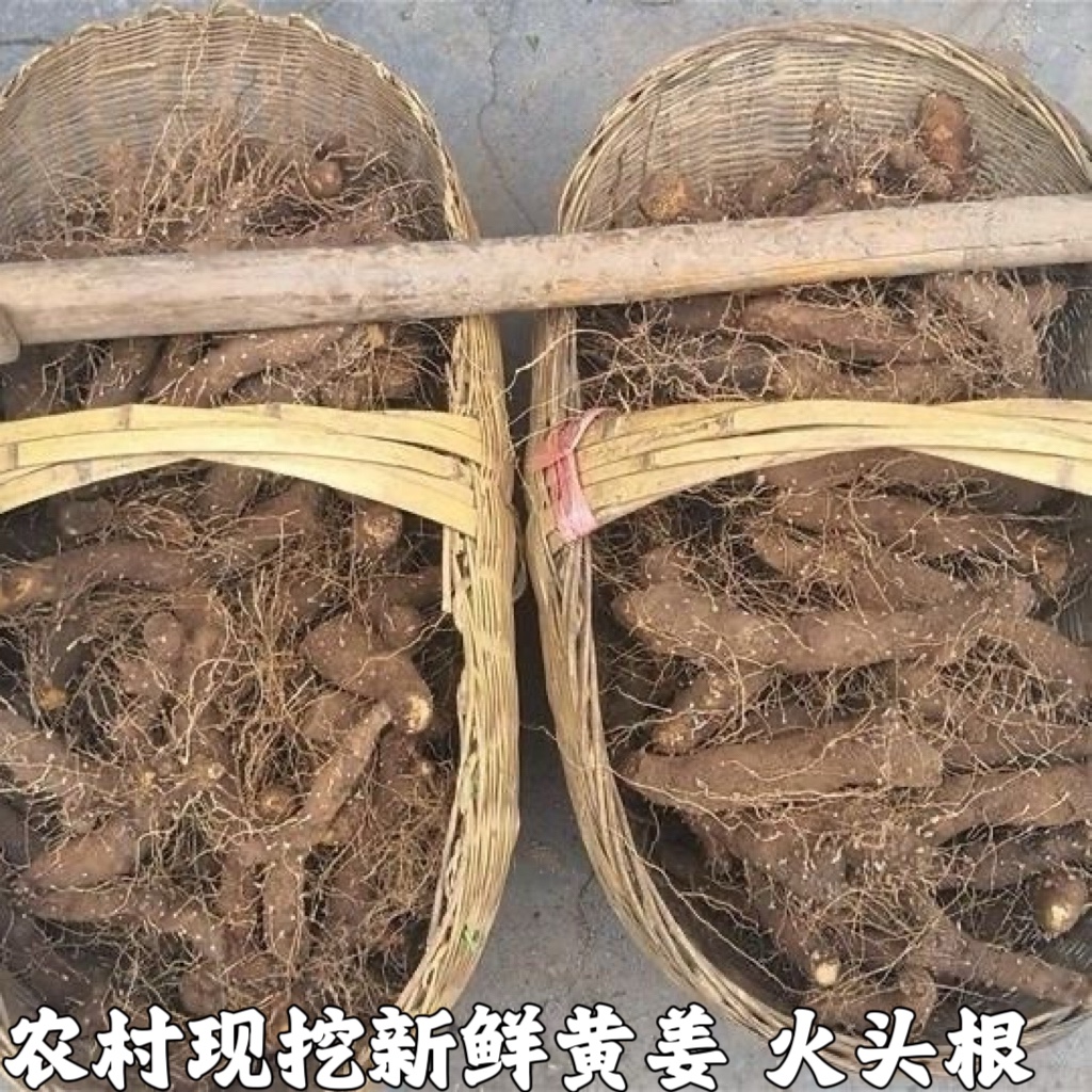 农村土特产黄姜 火藤根 黄姜种盾叶薯蓣 新鲜生火头根包邮