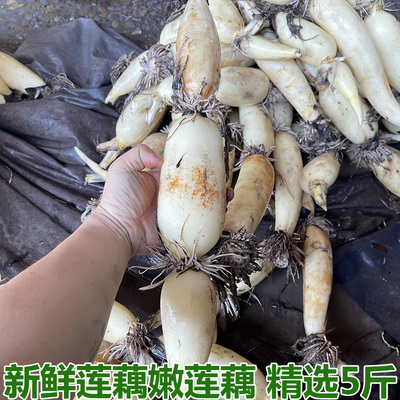 现挖新鲜嫩莲藕鲜藕脆嫩