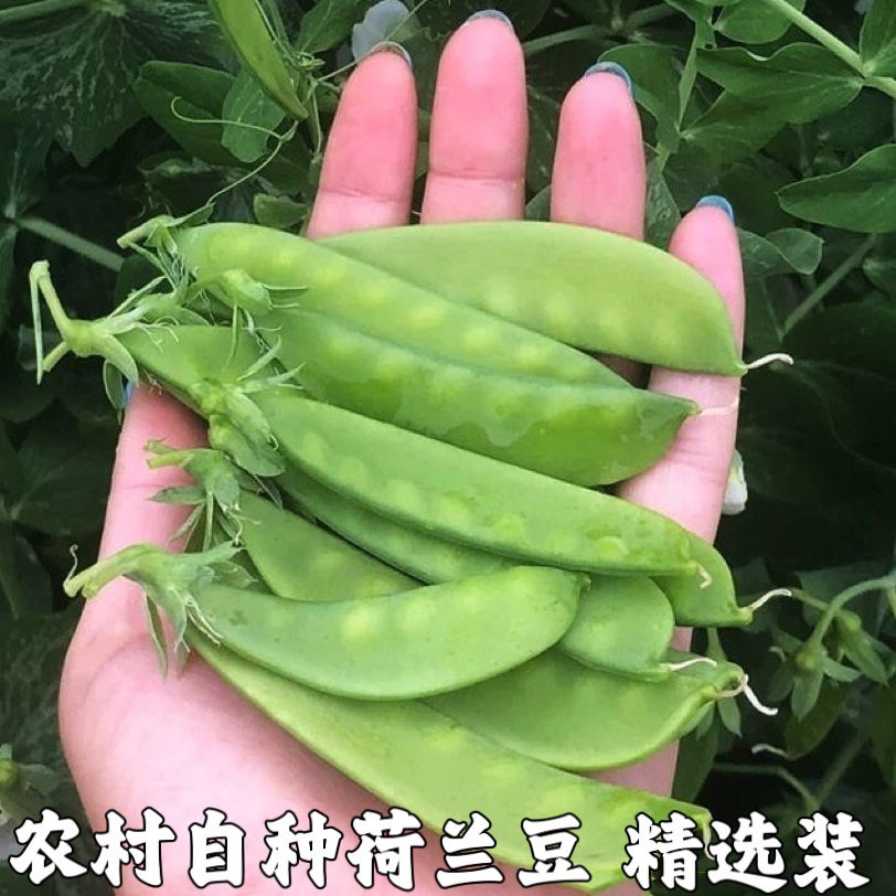 新鲜嫩荷兰豆农家雪豌豆荷仁豆剪豆刀刀豆青豆时令蔬菜辅食包邮