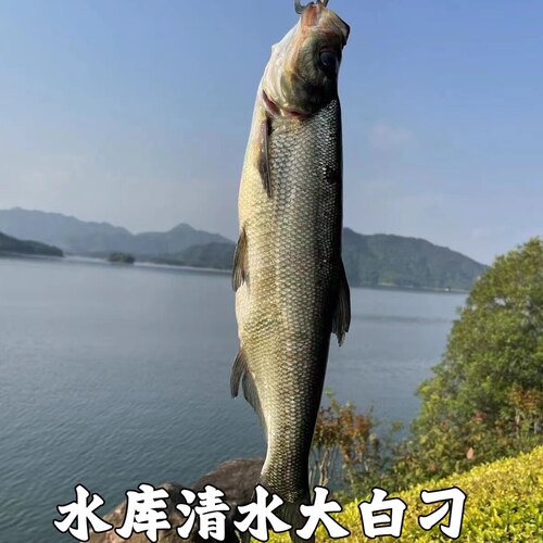 翘嘴鱼新鲜翘嘴白鱼大翘嘴鱼刁子鱼大白刁大白鱼淡水鱼湖北包邮