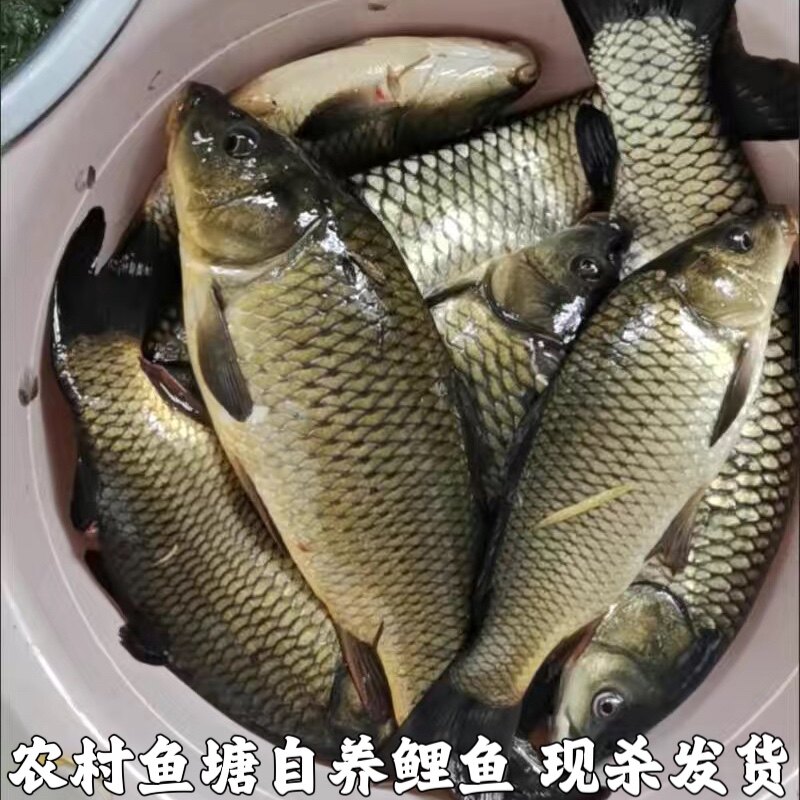 湖北农家鱼塘新鲜四鼻鲤鱼小鲤鱼淡水鱼大鲤鱼鲜鲤鱼现杀包邮
