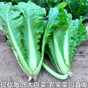 湖北农家蔬菜新鲜青麻叶散叶大白菜毛白菜散叶白菜不包心青菜叶菜