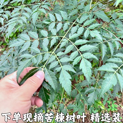 苦楝树新鲜外用熬水现发精选包邮