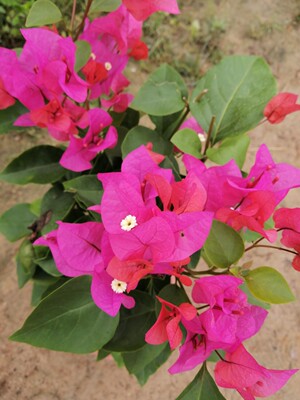 同安红小红盆 高飘枝