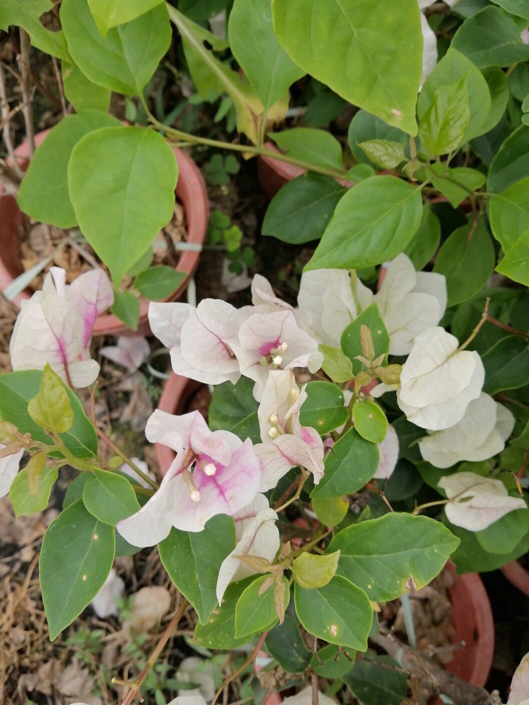 漳红樱小红盆三角梅 高飘枝