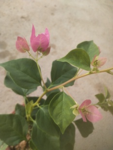 原生暗斑宫粉三角梅3年粉色大花冠幅1.5厘米