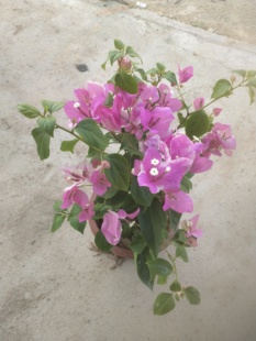 原生的漳红樱三角梅扦插苗有苗情图枝条细勤花