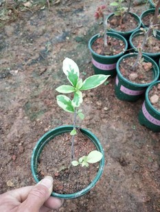 暗斑丽娜袋苗三角梅