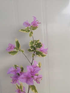 原生的金边丽娜三角梅袋苗可养高飘