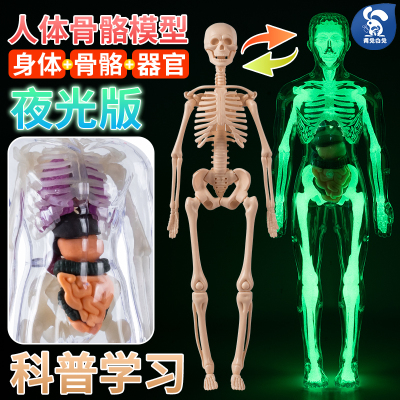 人体结构模型可拆卸骨骼拼装