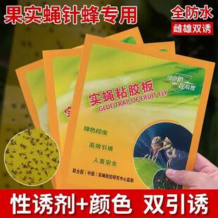 瓜果实蝇诱粘板果蝇桔小实蝇针蜂黏板粘胶板粘虫板诱捕贴果蝇贴