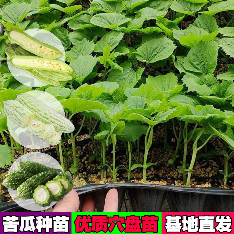 苦瓜苗春季庭院阳台地栽盆栽水果蔬菜苗长绿苦瓜种子苗白苦瓜秧苗
