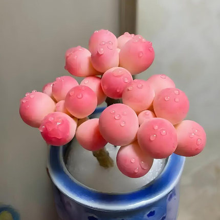 豆蔻奶酪种子糯米糍粉厚一体多色萌物多肉种子盆栽植物花卉种籽苗