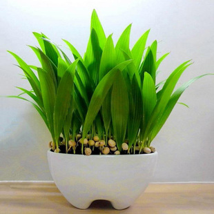 蒲葵种子 桌面阳台盆栽植物花卉 四季播种扇叶葵小森林水培植栽