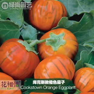 库克斯敦橙色茄子进口黄甜茄四季播种阳台盆栽蔬菜种籽瓜果茄子苗