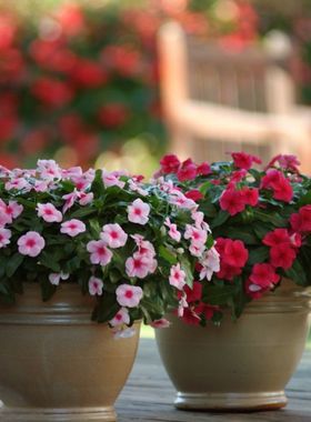 进口长春花种子 太平洋系列 Pacifica XP 四季阳台盆栽植物花卉