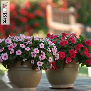 进口长春花种子 太平洋系列 Pacifica XP 四季阳台盆栽植物花卉
