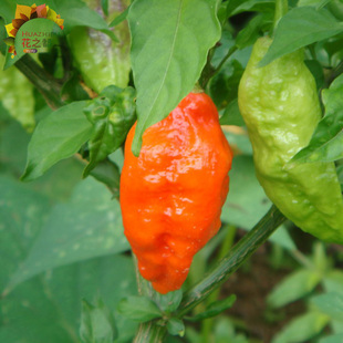 魔鬼椒种子苗 魔鬼辣椒种籽 涮涮辣 春季阳台播种盆栽瓜果蔬菜苗