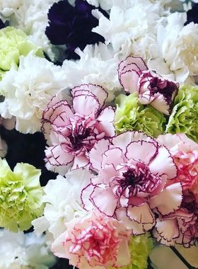 进口重瓣石竹种子 黑白游吟诗人Black&White Minstrels盆栽花卉籽