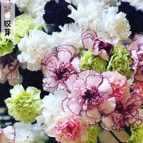 进口重瓣石竹种子 黑白游吟诗人Black&White Minstrels盆栽花卉籽