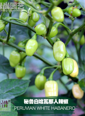 秘鲁白哈瓦那人辣椒种子进口中辣四季阳台盆栽蔬菜种籽瓜果辣椒苗