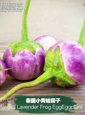 泰国小青蛙茄子种子进口紫茄四季播种阳台盆栽蔬菜种籽瓜果茄子苗