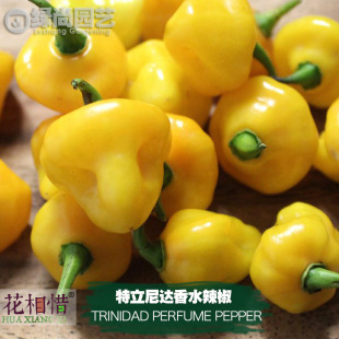 特立尼达香水辣椒种子进口微辣四季播阳台盆栽蔬菜种籽瓜果辣椒苗
